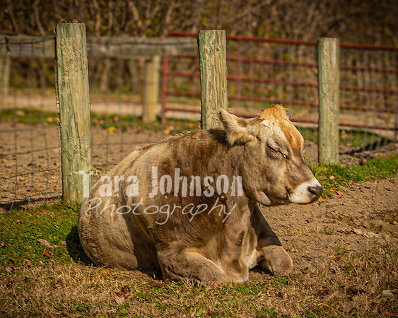 Baily Hagg @ Kensington Farm - Color - TJP (11 of 58)