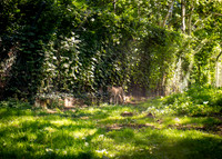 Dublin Zoo Trip (20 of 36)