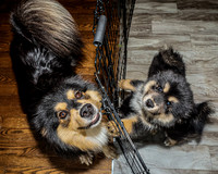 Bryde Family & Finish Lapphund Pups - TJP (3 of 60)