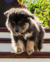 Bryde Family & Finish Lapphund Pups - TJP (16 of 60)