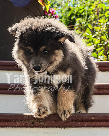 Bryde Family & Finish Lapphund Pups - TJP (16 of 60)