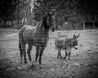 Marhofer Family - BW - TJP (2 of 26)