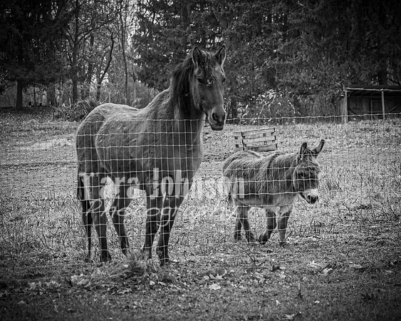 Marhofer Family - BW - TJP (2 of 26)