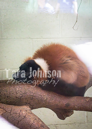 Dublin Zoo Trip (6 of 36)