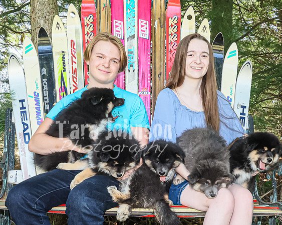 Bryde Family & Finish Lapphund Pups - TJP (30 of 60)