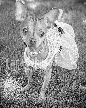 Mitch & Kelly - Complete - BW - TJP (13 of 731)