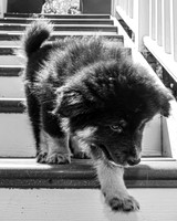Bryde Family & Finish Lapphund Pups - BW - TJP (15 of 60)