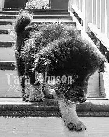 Bryde Family & Finish Lapphund Pups - BW - TJP (15 of 60)