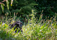 Dublin Zoo Trip (2 of 36)