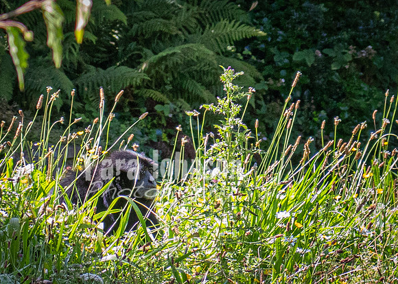 Dublin Zoo Trip (2 of 36)