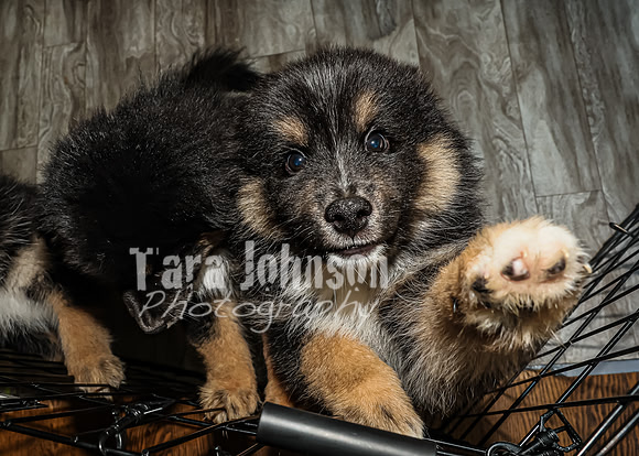 Bryde Family & Finish Lapphund Pups - TJP (10 of 60)