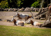 Dublin Zoo Trip (17 of 36)