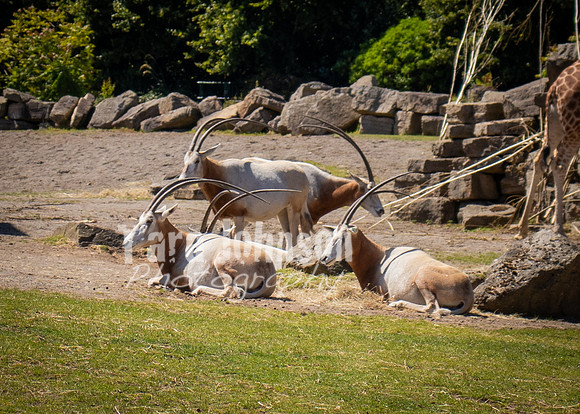 Dublin Zoo Trip (17 of 36)