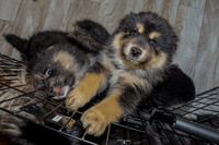 Bryde Family & Finish Lapphund Pups - TJP (2 of 60)