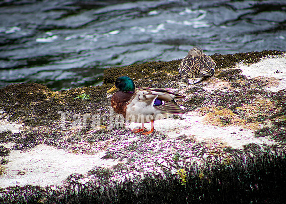 Galway Day Trip - Riverside Walk (29 of 57)