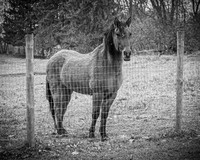 Marhofer Family - BW - TJP (1 of 26)