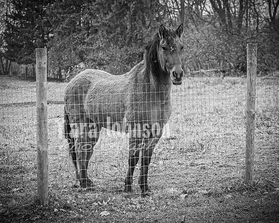 Marhofer Family - BW - TJP (1 of 26)