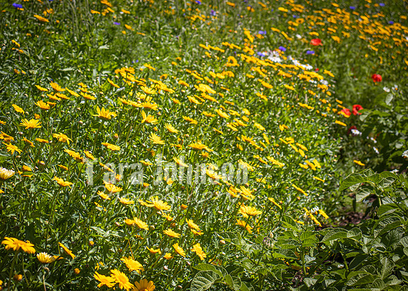 Phoenix Park Trip (30 of 40)