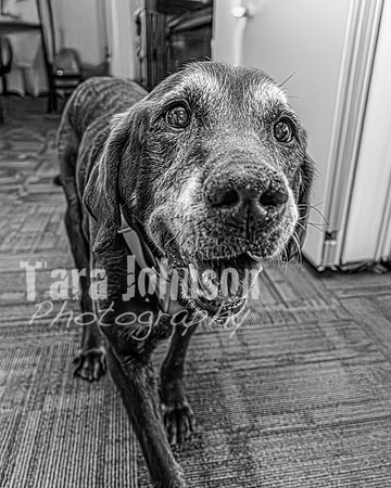 J. & D. Klann - Complete in BW - TJP (10 of 685)