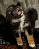 Bryde Family & Finish Lapphund Pups - TJP (6 of 60)
