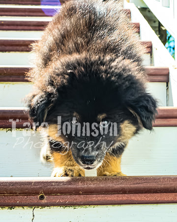 Bryde Family & Finish Lapphund Pups - TJP (14 of 60)