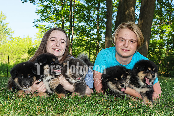 Bryde Family & Finish Lapphund Pups - TJP (54 of 60)
