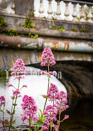 Galway Day Trip - Riverside Walk (15 of 57)