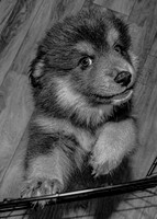Bryde Family & Finish Lapphund Pups - BW - TJP (5 of 60)