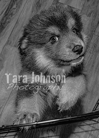 Bryde Family & Finish Lapphund Pups - BW - TJP (5 of 60)