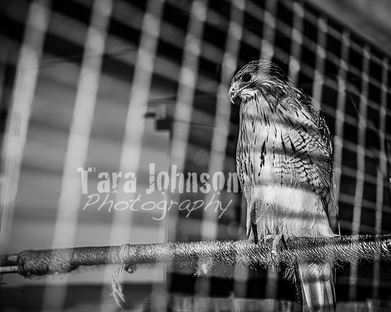 Malik Family @ Kensington - BW - TJP (27 of 72)