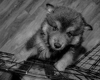 Bryde Family & Finish Lapphund Pups - BW - TJP (4 of 60)