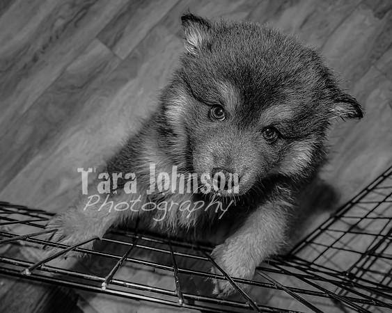 Bryde Family & Finish Lapphund Pups - BW - TJP (4 of 60)