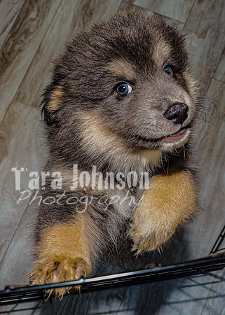 Bryde Family & Finish Lapphund Pups - TJP (5 of 60)