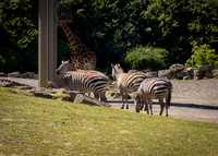 Dublin Zoo Trip (18 of 36)
