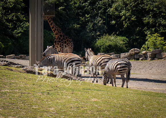 Dublin Zoo Trip (18 of 36)