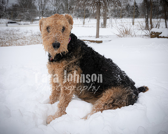 Woodrow & Lilly - TJP (18 of 64)