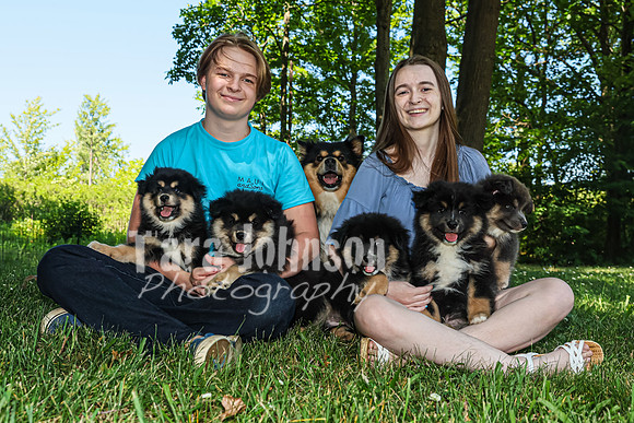 Bryde Family & Finish Lapphund Pups - TJP (38 of 60)
