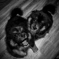 Bryde Family & Finish Lapphund Pups - BW - TJP (9 of 60)