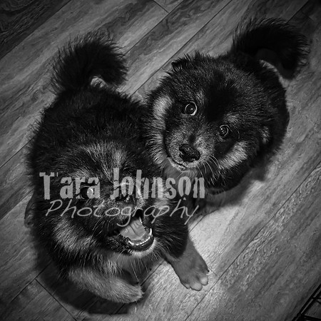 Bryde Family & Finish Lapphund Pups - BW - TJP (9 of 60)