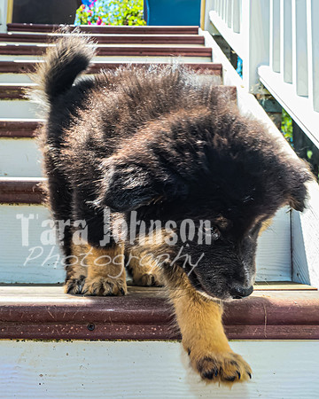 Bryde Family & Finish Lapphund Pups - TJP (15 of 60)