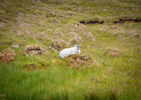 Benbulbin Mountain Trip (12 of 139)