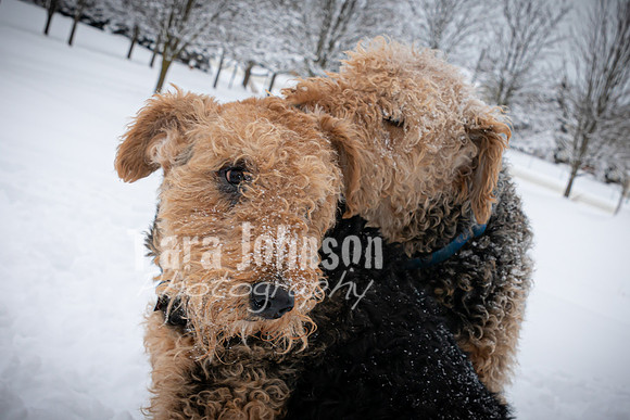 Woodrow & Lilly - TJP (22 of 64)