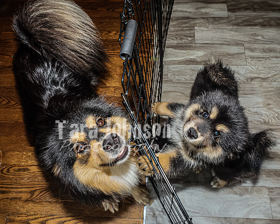 Bryde Family & Finish Lapphund Pups - TJP (3 of 60)