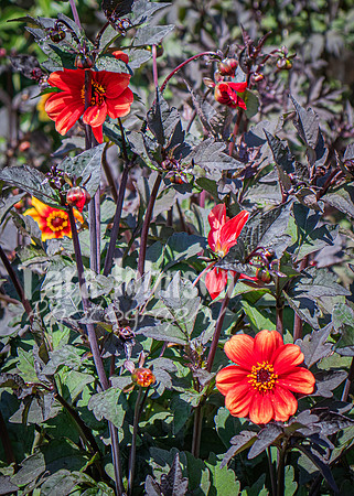 Phoenix Park Trip (32 of 40)