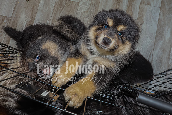 Bryde Family & Finish Lapphund Pups - TJP (2 of 60)