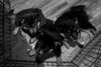 Bryde Family & Finish Lapphund Pups - BW - TJP (12 of 60)
