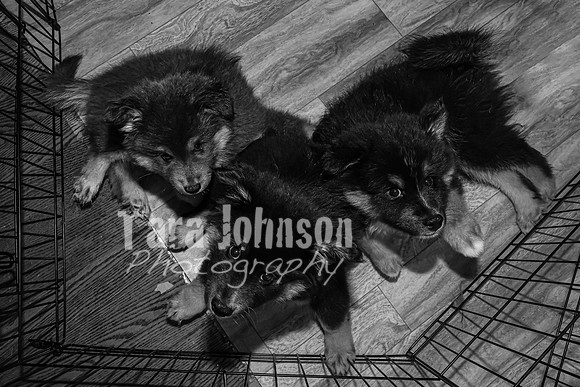 Bryde Family & Finish Lapphund Pups - BW - TJP (12 of 60)