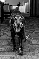 J. & D. Klann - Complete in BW - TJP (9 of 685)
