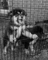 Bryde Family & Finish Lapphund Pups - BW - TJP (20 of 60)