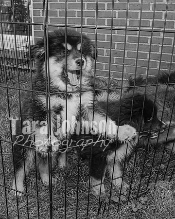 Bryde Family & Finish Lapphund Pups - BW - TJP (20 of 60)